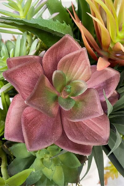 Dekorsende Yapay Mini Echeveria Сукулент Бургунди 8 см