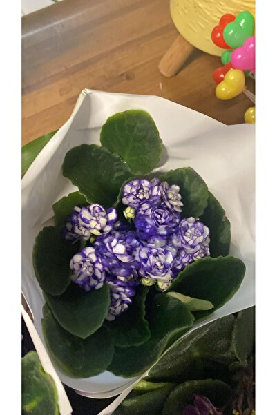 ÜÇLER ÇİÇEK Katlı Afrika Menekşesi