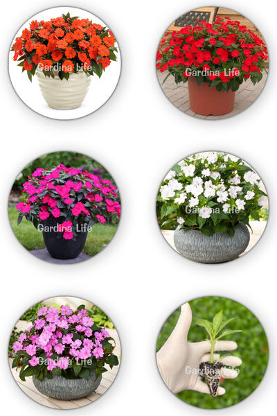 Gardina Cam Güzeli Çiçeği Fidesi MIX 5 Adet ( SUNPATIENS VIGOROUS )