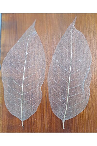 Murat Süs Kurutulmuş Kauçuk Yaprak 100 Adet- Nikah Şekeri Malzemeleri - Düğün...