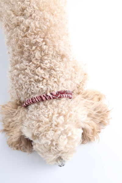 Winla Paws Evcil Hayvan Kedi Köpek Halka Uçlu Renkli El Yapımı Boyun Tasma