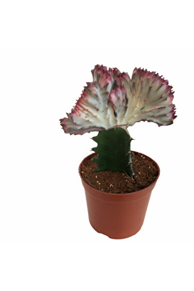 Armen Botanik Euphorbia Lactea - Cristata - Aşılı Kaktüs