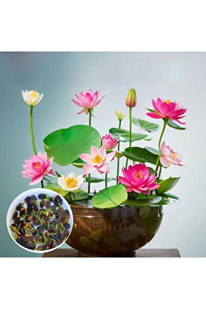 Serdar Çam Tohumculuk 5 Adet Tohum Nadir Bulunan Karışık Renkli Kutsal Kase Lotus Su Çiçeği Nilüfer