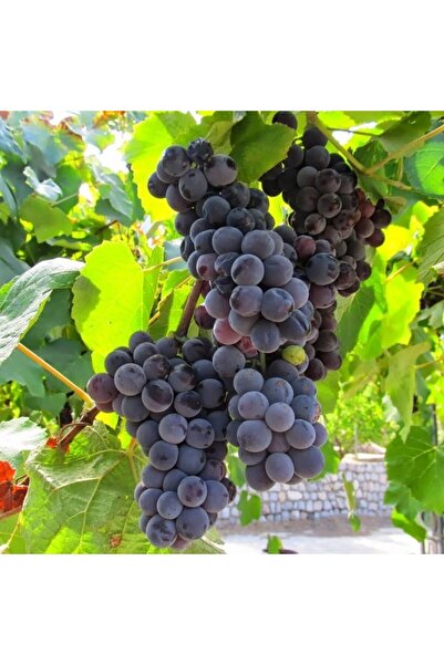 FİDAN SEPETİM 5 Adet 2 Yaş Kokulu Siyah İsabella Üzüm Fidanı Paketi