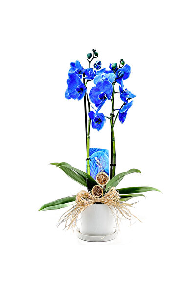 Fidanburada Mavi Orkide (Blue Orchid) Ruby Beyaz Saksılı