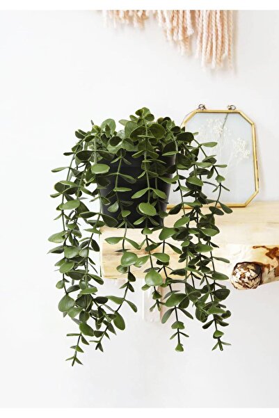 Ayshe Home Concept Saksıda Sarkan Okaliptus Karışık Renk Saksı Yapay Çiçek Sa...