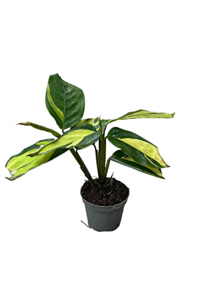 Betonish Ctenanthe Lubbersiana ‘Golden Mosaic’ (Dua Çiçeği)