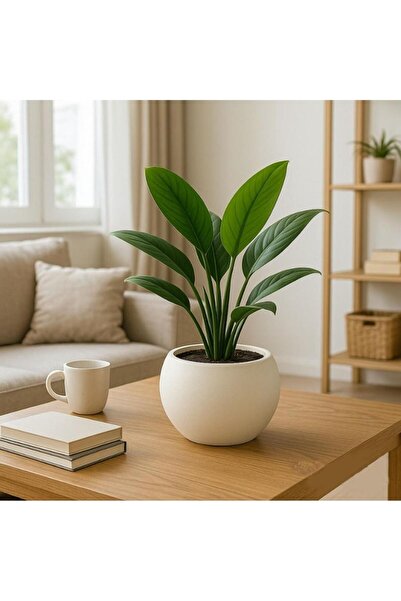 Omnipazar SO-KURS1 Dekoratif Modern Yuvarlak Küre Saksı 7.5 litre No 1