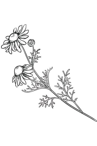 Alteya Organics Ulei de mușețel roman 100% Alteya Organics 5 ml