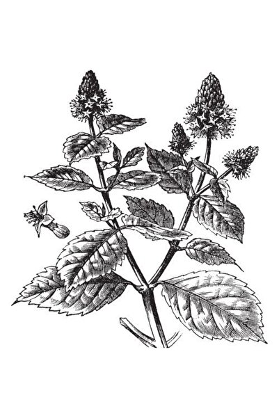 Alteya Organics Ulei de paciuli 100% Alteya Organics 10 ml