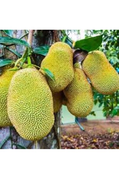 Köy Tohumları 1 Adet Tohum Tropikal Jack Fruit Meyvesi Tohumu Organik Tohum S...