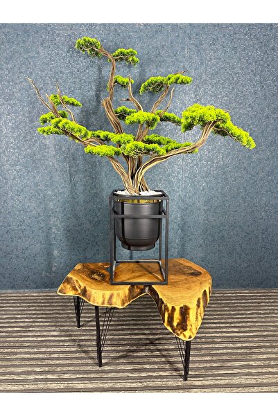 TOPRAKÇIM Bonsai Ağacı