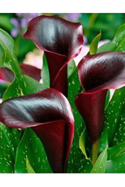 CANBOTANİK 1 Adet Bordo Gala Zantedeschia Kala Cala Çiçeği Soğanı
