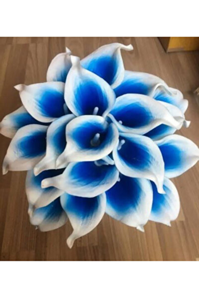CANBOTANİK 2 Adet Mavi-Beyaz Gala Zantedeschia Kala Cala Çiçeği Soğanı