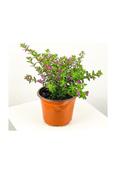 Mimoza Cuphea Hyssopifolia Kufeya Çiçeği 10-20 cm