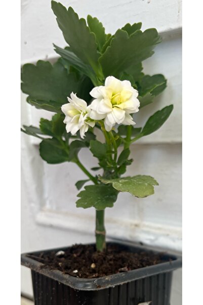 ATABEY ÇİÇEK Beyaz açan kalanşo Fidesi