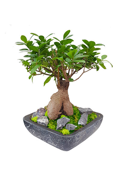 çiçekseli Ficus Gingseng Bonsai Salon Bitkisi Hediyelik Canlı Ofis Bitkisi