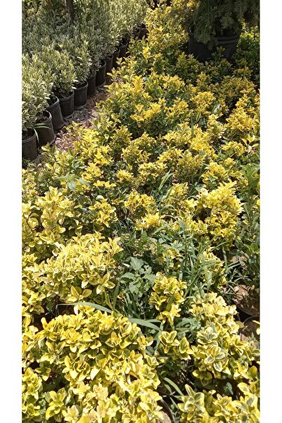 Yeşil Deniz Fidancılık Altuni Taflan Fidanı (25-40 cm) 10 adet