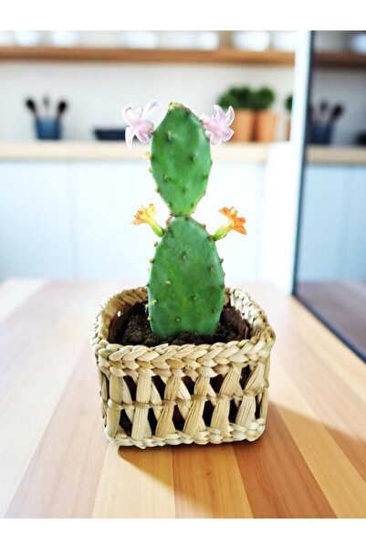 EM&MA DESİNG EMMA - Decor mic din răchită cu plante suculente Coș multifuncțional pentru casă, bucătărie, baie, balcon, grădină