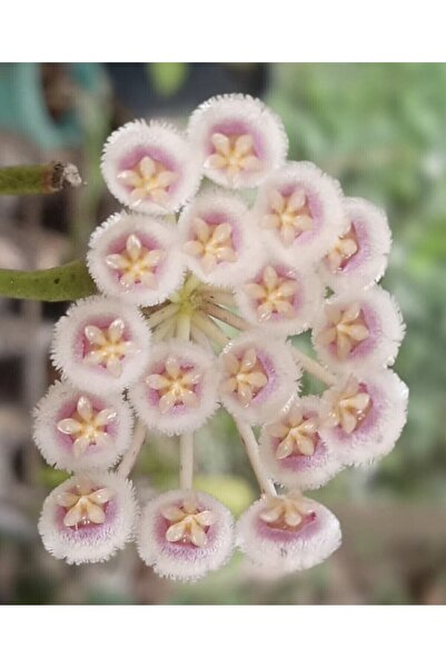 PLANT Hoya Nabawanensis Variegata Mum Çiçeği