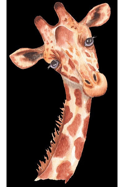 Reysa Tasarım صورة الزرافة