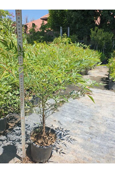 sıla peyzaj ve çiçekçilik 🍁 Nandina Domestica – Cennet Bambusu