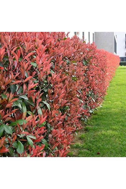sıla peyzaj ve çiçekçilik 🔥 Alev Çalısı (Photinia x Red Robin ) 50cm -100 cm
