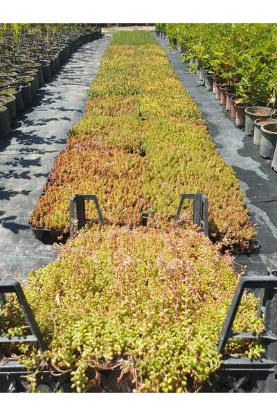 sıla peyzaj ve çiçekçilik 🌿 Yer Örtücü Sedum - Sukulent (Kasa ile Satış) – D...