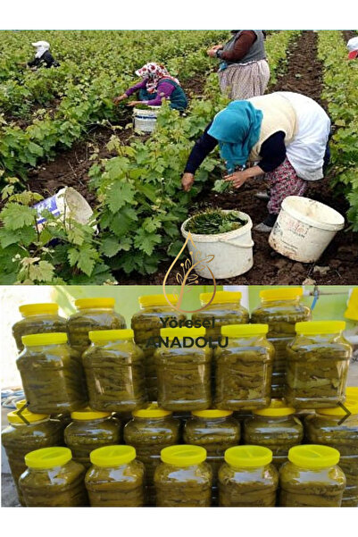 YÖRESEL ANADOLU Meşhur TOKAT İnce Sarımlı Asma Üzüm Yaprağı 5 Kg (DAMARSIZDIR)