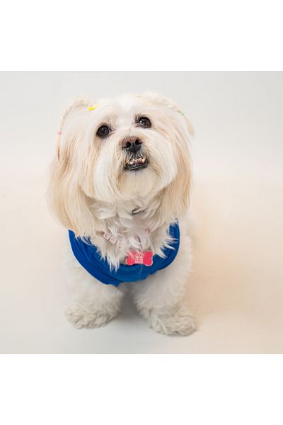 Buddy Store Cat & Dog Clothing Clothes - Printed Saks Blue Undershirt (Combed 100% Cotton)