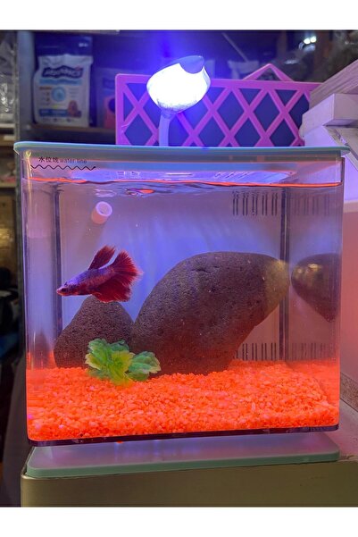 Fauna Pet Supplies Beta Tetra Lepistes Japon Balıkları Için Mini Akvaryum (Be...