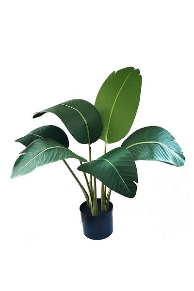 DESİGN Artificial Strelitzia Plant (BIRD OF PARADISE), Azay Design, With 6 Large Green Leaves H 80 Cm