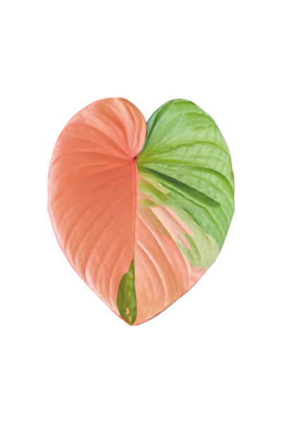 Choice Y-6 Plant Socket Folding Phone Grip Tok Leaf Acrylic Phone Holder For ...