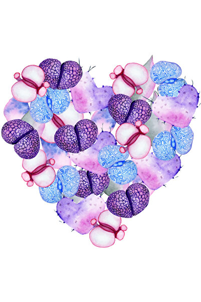 Reysa Tasarım قلب ليثوبس أرجواني وأزرق