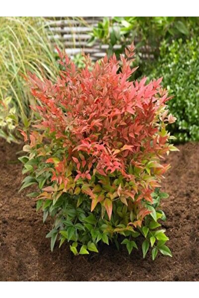 sıla peyzaj ve çiçekçilik 🍁 Nandina Domestica – Cennet Bambusu
