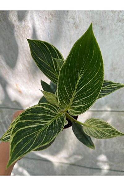 nazlı çiçekçilik Philodendron Birkin İç Mekan Bitkisi