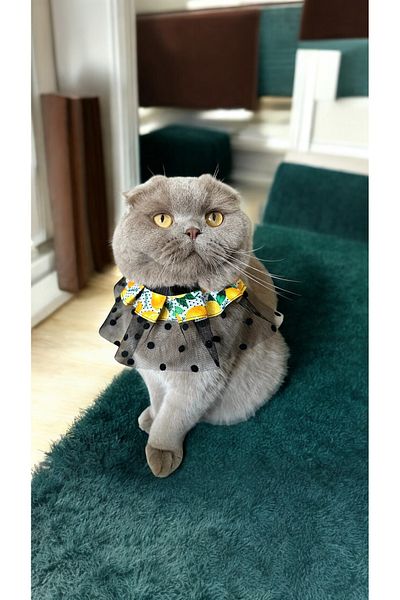 THE İLKİN TOKA Black Tulle Lemon Patterned Design Cat Collar and Small Breed Dog Collar