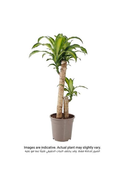 Own Cornstalk Dracaena Massangeana 2 Step Plant (19 x 21 x 80 cm)