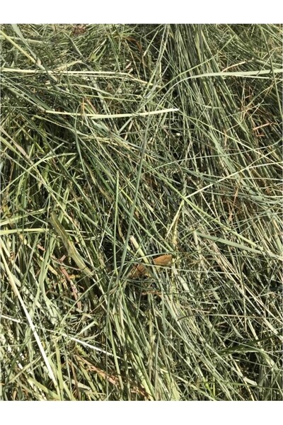 funny bunny Çayır Otu Taze Yeşil ve Kuru Kemirgen Otu 500 GR