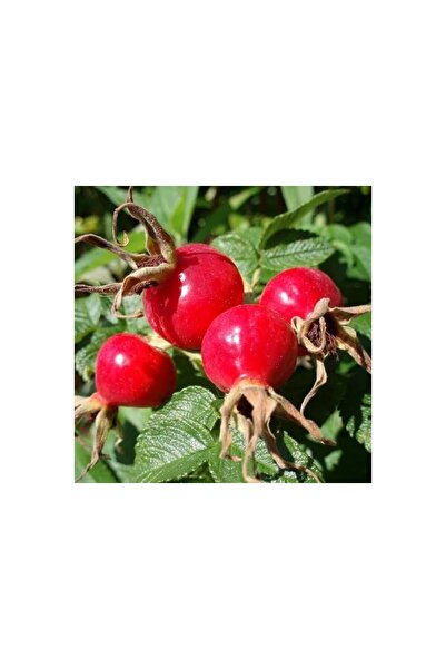 Mimoza Dikensiz Kuşburnu Fidanı 10-20 cm