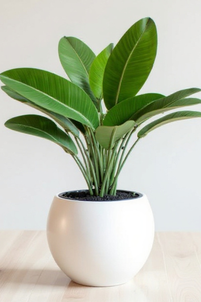 Bliss Dekoratif Modern Tasarım Küre Saksı Masaüstü Saksısı