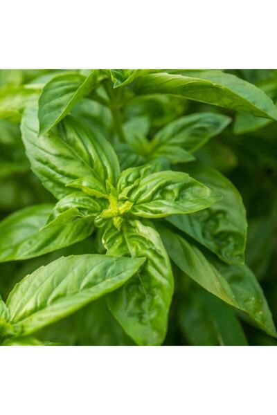 Floramut Geniş Yapraklı Italyan Fesleğen Tohumu-100 Tohum