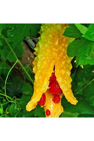 Floramut Şifa Kaynağı (hızlı Büyüyen) Kudret Narı Tohumu-5 Tohum