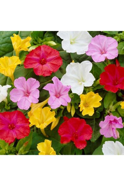 Floramut Akşam Sefası (ebruli) Çiçeği Tohumu-25 Tohum