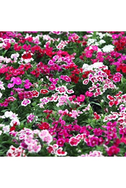 Floramut Karışık Çin Karanfili Çiçeği Tohumu-100 Tohum