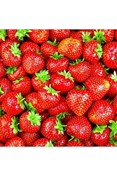 Floramut Yediveren Hızlı Yetişen Çilek Tohumu-100 Tohum