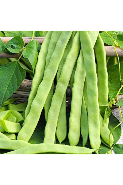 Floramut Alman Ayşe Sırık Fasulye Tohumu-50 Gram