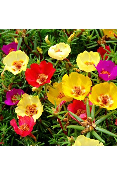 Floramut Ipek (kedi Tırnağı) Çiçeği Tohumu-100 Tohum