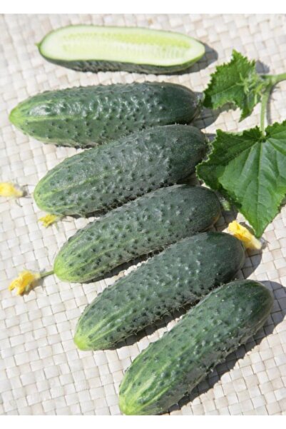 Fide Sepeti Hibrit Kornişon Salatalık Tohumu (Turşuluk) 1 Paket