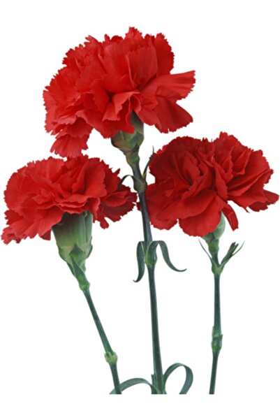 Fide Sepeti Çiçek Tohumu Karanfil (Kırmızı) 1 Paket